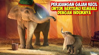 MENGHARUKAN❗ Kisah Seekor Anak Gajah Yang Berjuang Mencari Induknya Di Dunia Sirkus [upl. by Amoreta814]