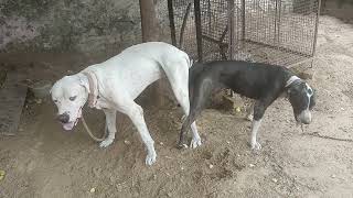 Pakistani bully dog dog height 34 plus female dog height 30 8076082936 [upl. by Tanah]