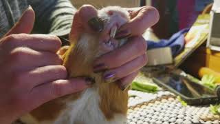 Guinea Pig Tooth Trim with Carlito the Cuy [upl. by Roz]