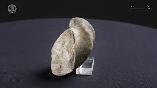 Brachiopod 7  Fossil [upl. by Maura]