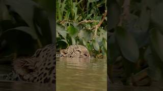 Swimming Jaguar in the Pantanal [upl. by Leis983]