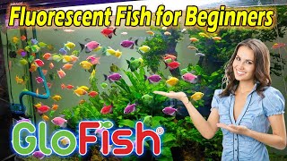 Care Guide for GloFish – Fluorescent Fish for Beginners  PLANTED TANK [upl. by Hildagard]