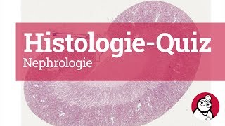 DocCheck HistologieQuiz Nephrologie [upl. by Hunter]