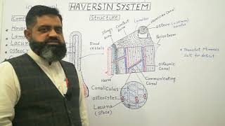 Haversian system English medium profmasoodfuzail Components of Haversian System  Spongy Bone [upl. by Aeki]