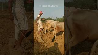 Tribal Villege Life 🔥💯 villagelife farming tribal desi culture [upl. by Baram]