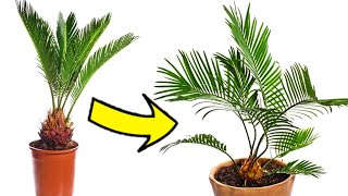 Como CULTIVAR una PALMERA DATILERA desde Semilla 🌴  Cuidados y mantenimiento [upl. by Emmalynne]