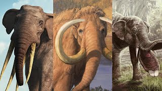 The Evolution of the Elephant [upl. by Bernelle]