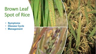 Brown Leaf Spot of Rice Understanding Symptoms Life Cycle and Effective Management Strategies [upl. by Negem]