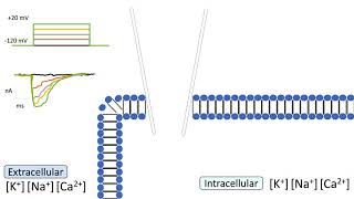 openCARP  Introduction to basic cardiac electrophysiology [upl. by Mechelle]