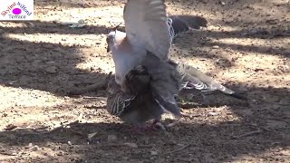 Pigeon mating 6 Female initially hesitated but finally accepted with a nice tail kissing [upl. by Teague]