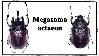 Megasoma actaeon  Präparation  Mounting [upl. by Erwin]