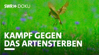 Kämpfer gegen das Artensterben  Was einzelne gegen diese Bedrohung unternehmen  SWR Doku [upl. by Aikenat]