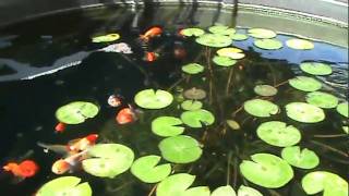 Fancy Goldfish in Outdoor Pond Ranchu Oranda Black Moor Lionhead [upl. by Cupo512]