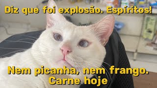 Disse que explodiu tudo Não aceita que gato não vota [upl. by Bac431]