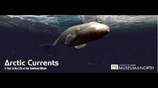 Arctic Currents A Year in the Life of the Bowhead Whale English [upl. by Grayson345]