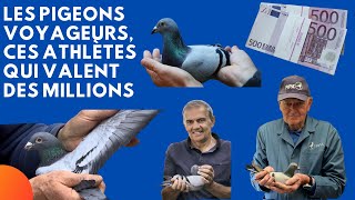 Les pigeons voyageurs ces athlètes qui valent des millions [upl. by Ahtamat]