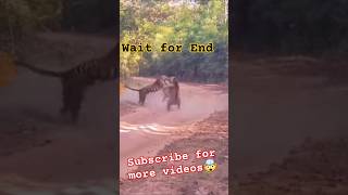 The fight of tiger 😱🥵🤯wildwildlife animals [upl. by Maillw]