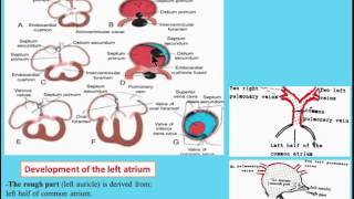 CVS 7 Development of the Interatrial septum [upl. by Duthie]