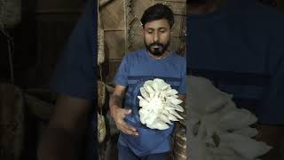 Oyster Mushroom Harvesting মাশরুম mushroom oystermushroomcultivation [upl. by Htebesile812]