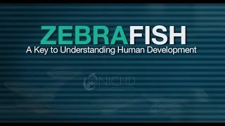 Zebrafish  A Key To Understanding Human Development [upl. by Melise]