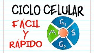 🌐 CICLO CELULAR 🔬 Fácil y Rápido  BIOLOGÍA [upl. by Novaj457]