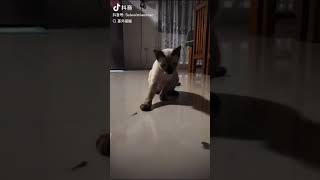 Cat vs Lizard  Autotomy shorts trending viralvideo funny love cute nature status animals [upl. by Yve488]