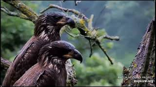 Beautiful Juvenile Eagles [upl. by Felicie]