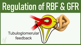 09 Regulation of GFR and RBF Glomerular Filtration Rate and Renal Blood Flow [upl. by Ehman]