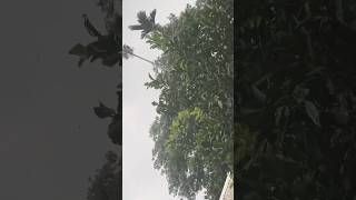 Cyclone 15 August in Assam tornadodamage tornado weather news storm rain nature [upl. by Konstanze]