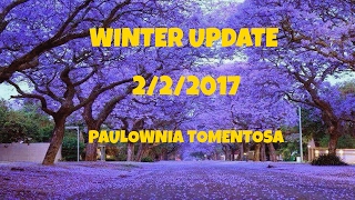 ⟹ EMPRESS TREE  Paulownia Tomentosa  Fastest growing tree winter update [upl. by Htebsle]