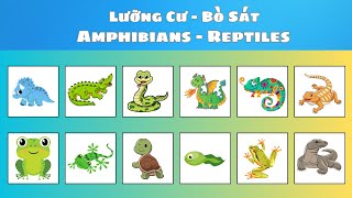 Học tiếng Anh các loại Lưỡng cư  Bò sát  Amphibians  Reptiles  Oh Vui Kids [upl. by Possing765]