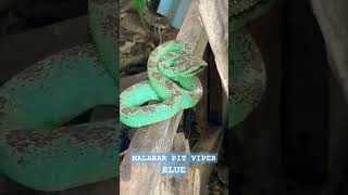 malabar pitviper is a beautiful snake of the western ghats [upl. by Aneelahs]