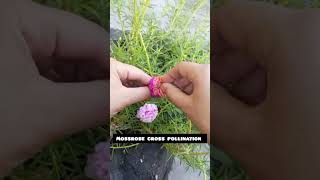 mossrose cross pollination 🤭🤩youtubeshorts trending [upl. by Fricke]