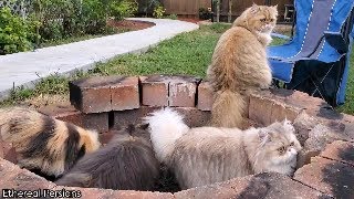 A Ton of Persian Cats [upl. by Gene]