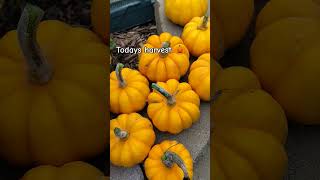 Pumpkin harvest pumpkins youtubeshorts [upl. by Alaek843]