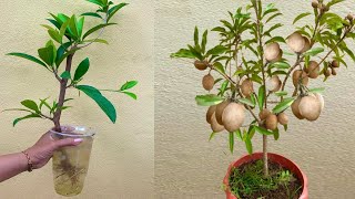 How to Growing Propagation Sapodilla Tree [upl. by Nniuq]