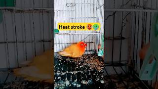 Heat stroke 🤢🥵🥵 birds sick 🤕 in summer 🌞 hottest season birds heatstroke ill sick parrot [upl. by Kirby]