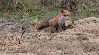 Vos in de biesbosch wildlifevideography wildlife wildanimals fox nederland [upl. by Eiggam]