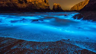 What Is Bioluminescence [upl. by Compton]