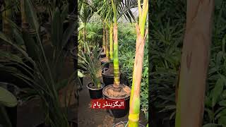 Alexander palm palm garden nursery plants plantslover gardening indoorplanting homedecor [upl. by Pratt]