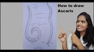 Ascaris Diagram एस्केरिस  Biology project file  Drawings with Palak Goud [upl. by Stanton]