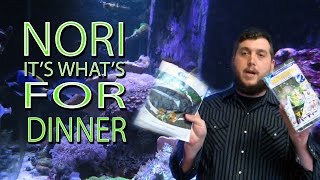 How to Feed NORI to your Fish Vlog Episode 2 [upl. by Sidnarb]