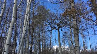 Quaking Aspen Forest Sounds [upl. by Oniskey]