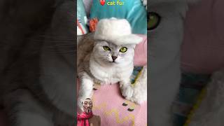 cat fur ❤️cats cat funny shorts [upl. by Eitten724]