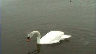 Crabbing In Cleethorpes [upl. by Anniken]