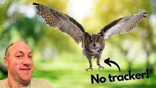 Flying an Eagle owl free with no tracker [upl. by Napier]