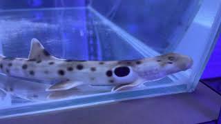 Epaulette Shark in QT [upl. by Airetal]