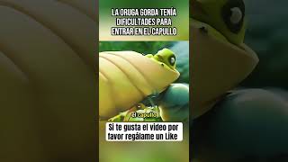 Esta oruga no entraba en su caparazón viralvideo tiktok youtubeshorts youtubeshorts 😍😍￼ [upl. by Anaibaf765]