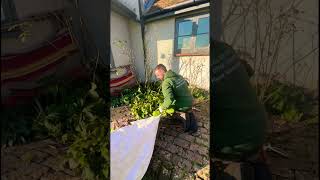 Garden Tidy for WINTER youtubeshorts gardening garden winter [upl. by Kenton]