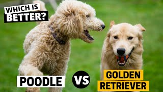 Golden Retrievers vs Poodles Which is Better [upl. by Flavia]